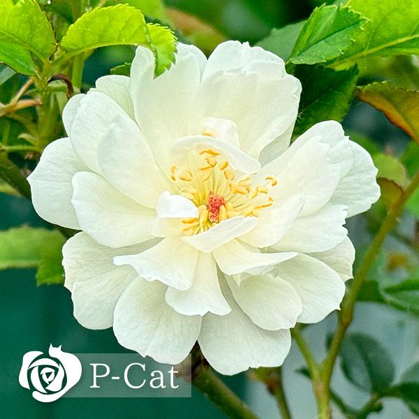 ピューレッツァ つる性 2026春発送 オーダー新苗 4号ロング