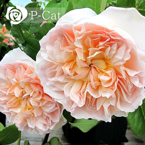 バラ苗 ER エブリン