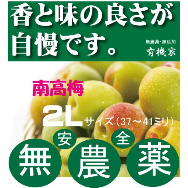 無農薬 梅」の人気商品一覧 | 安い商品を通販サイトから探す - 価格.com