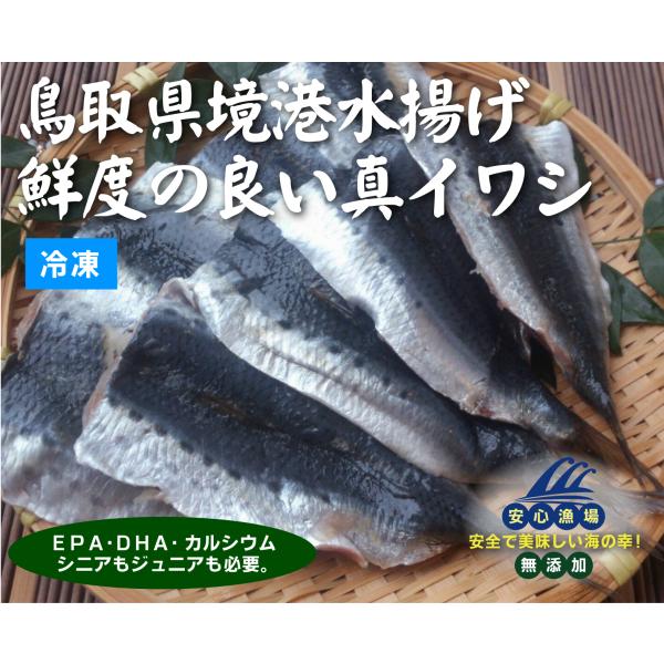 無添加　真イワシ開き 無添加　真イワシ開き 約240ｇ「約6枚入り」×２パック 鳥取県境港水揚げ真イワシ 水揚げ後、開きにし、真空凍結。