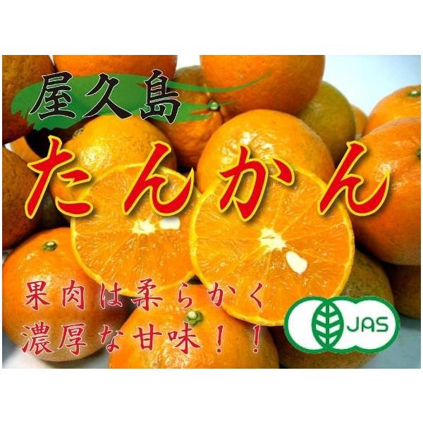 オーガニック 有機栽培 屋久島たんかん 5kg箱(2月中旬-3月中旬 オーガニック 有機栽培 屋久島たんかん 5kg箱(2月中旬-3月中旬