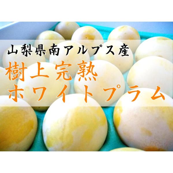 南アルプス樹上完熟ホワイトプラム　1.3kg箱（12玉〜15玉前後）7月中旬−7月末ころ