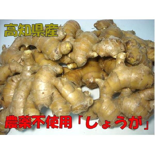 生姜　2kg　高知産農薬不使用