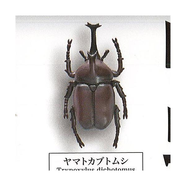 甲虫採集標本 1 ヤマトカブトムシ エール ガチャポン ガチャガチャ ガシャポン Grt01 遊you 通販 Yahoo ショッピング