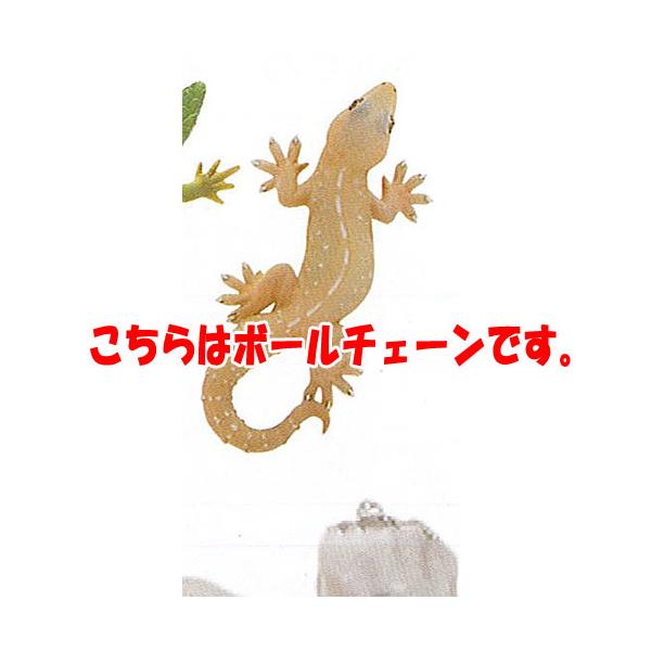 トッケイヤモリ PLUS ver. | energysource.com.br