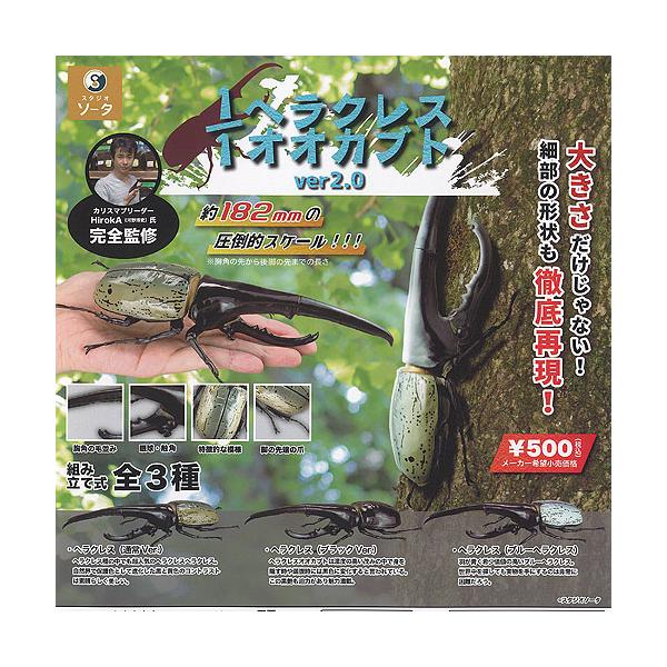 1/1 ヘラクレスオオカブト ver2.0 2点 Fpeb83gaIAE1g0e.jpg?format=jpg