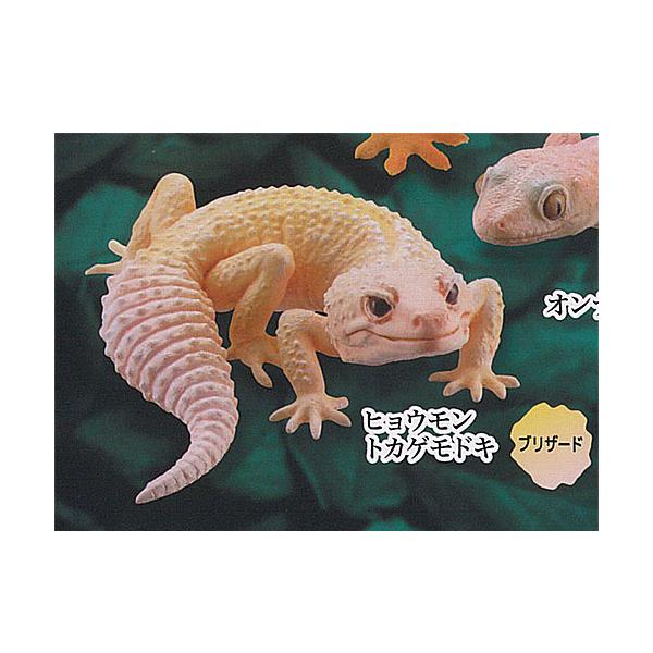 カプセルQ ミュージアム ヤモリ 大全 2 クレステッドゲッコー 4