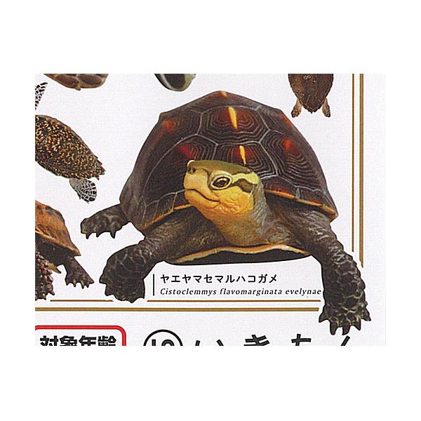Naturetales セマルハコガメ　幼体フィギュア yuyou_g240662t02