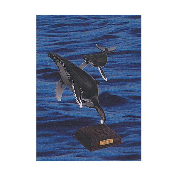 小笠原　ザトウクジラ　テストショット　ネイチャーテクニカラー いきもん NATURE TECHNI COLOUR（ネイチャーテクニカラー