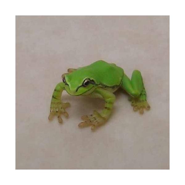 日本のカエル/原色両生類カエル図鑑　ガチャガチャセット ガチャガチャ 両生類カエル図鑑 再登場 - 営業日誌 - [FROGS] カエル