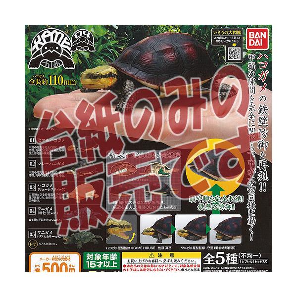 y񔄕ifBXvC䎆z̑}  KAME 04 o_C K`| K`K` KV|