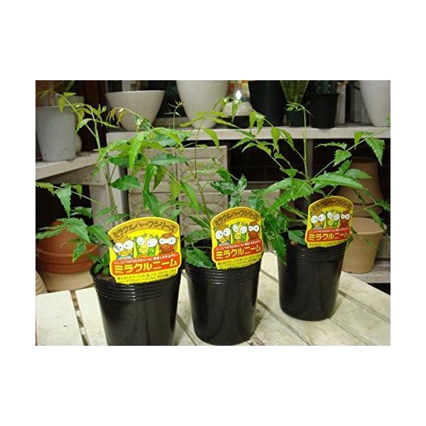 ニームの木 みんな探してる人気モノ ニームの木