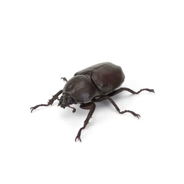 いきもの大図鑑 かぶとむし11 オオツノメンガタカブト 樹皮台座（小）セット バンダイ ガチャガチャ