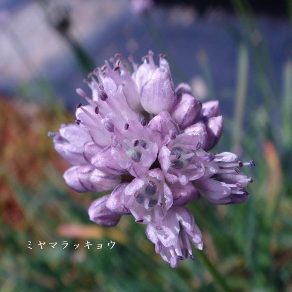 yuzawa-engei_allium-splendens
