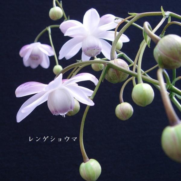 ［山野草］ レンゲショウマ