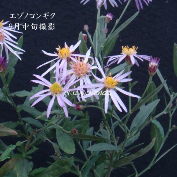 ［山野草］ エゾノコンギク