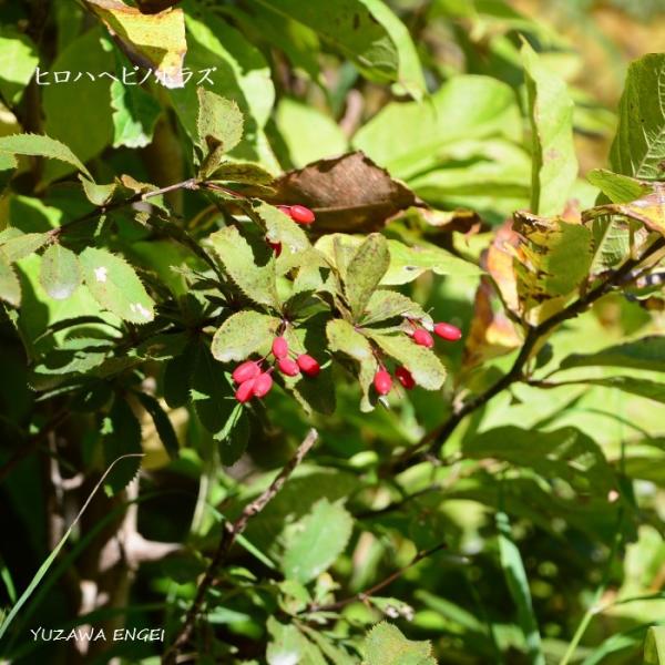 ［山野草 高山植物］ ヒロハヘビノボラズ