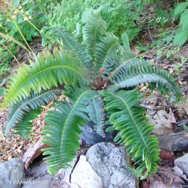 ［山野草］ シシガシラ