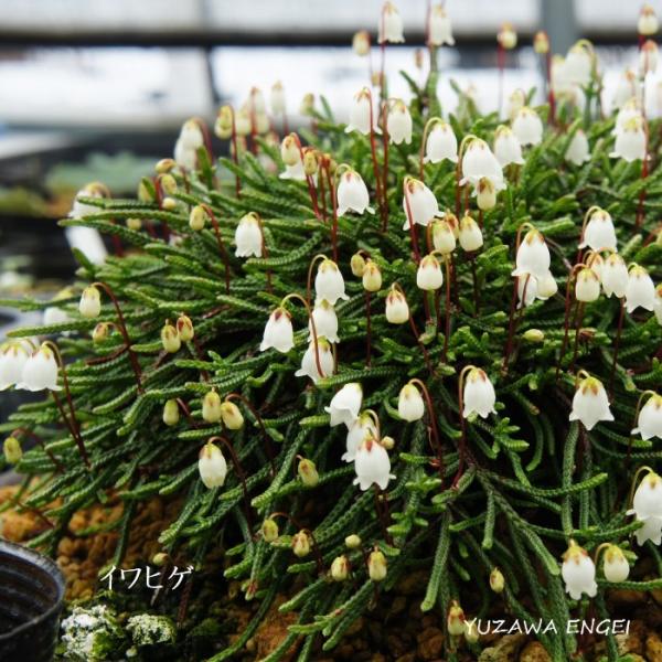 ［山野草・高山植物］イワヒゲ
