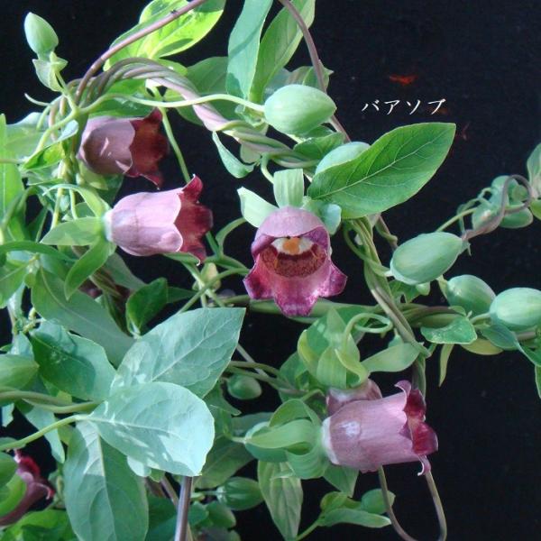 ［山野草］ バアソブ