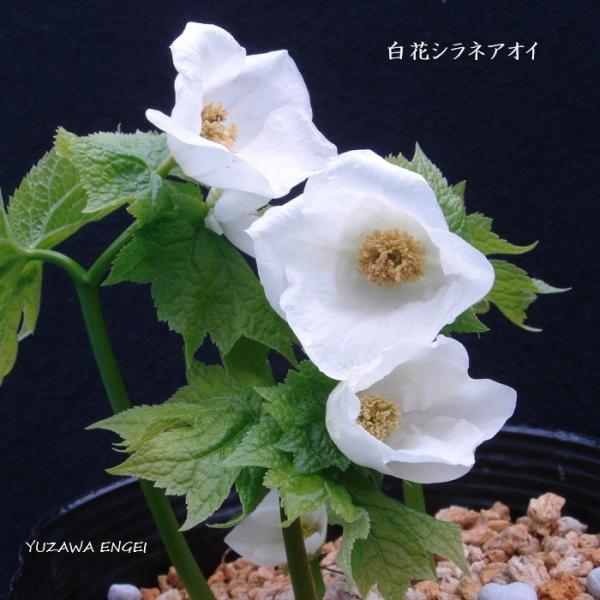 ［山野草］ 白花シラネアオイ 2芽株