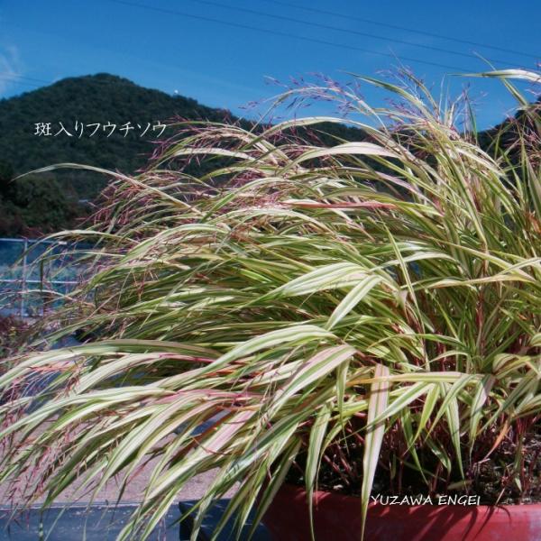 ［山野草 茶席の花］ 斑入りフウチソウ 風知草