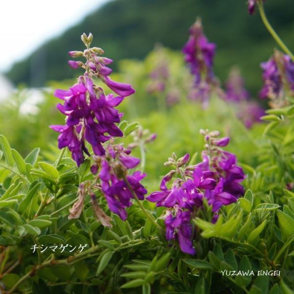 ［山野草］ チシマゲンゲ