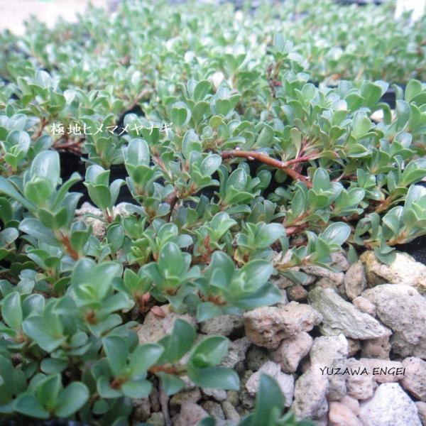 北極圏の極地周辺に分布する北千島が自生分布南限学　名 ： Salix Polaris栽培のポイント※北海道で栽培した場合樹　高 ： 2〜5cm日　照 ： 日当たり耐寒性 ： 強