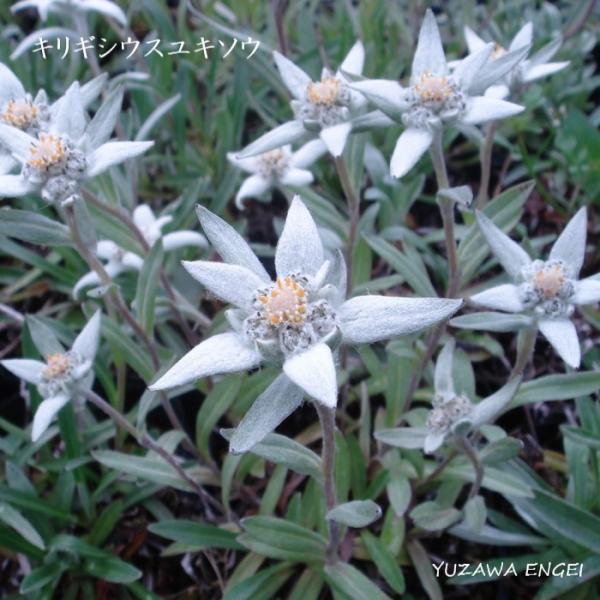 ［山野草］ キリギシウスユキソウ
