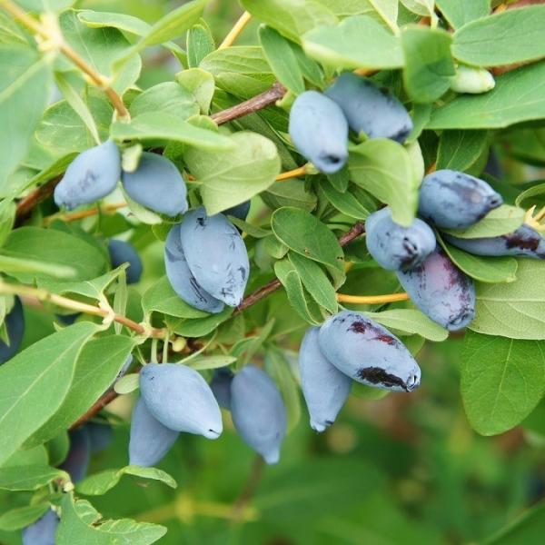 ［山野草 果樹苗］ ハスカップ