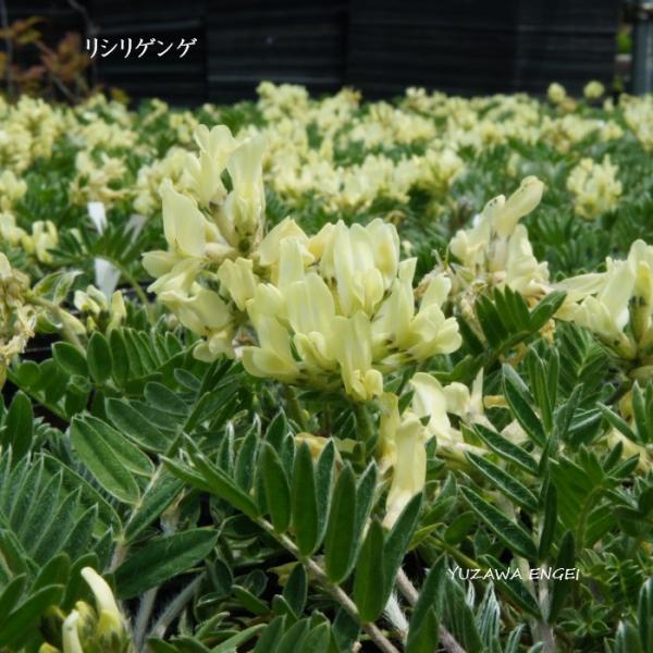 ［山野草 高山植物］ リシリゲンゲ