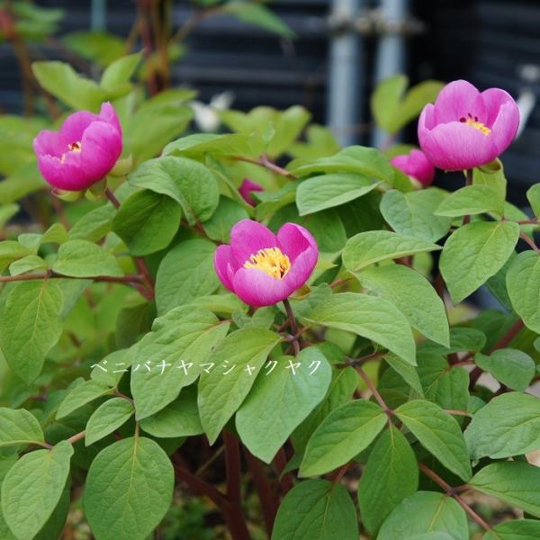 ［山野草］ ベニバナヤマシャクヤク「炎」 小苗：1〜2作開花株