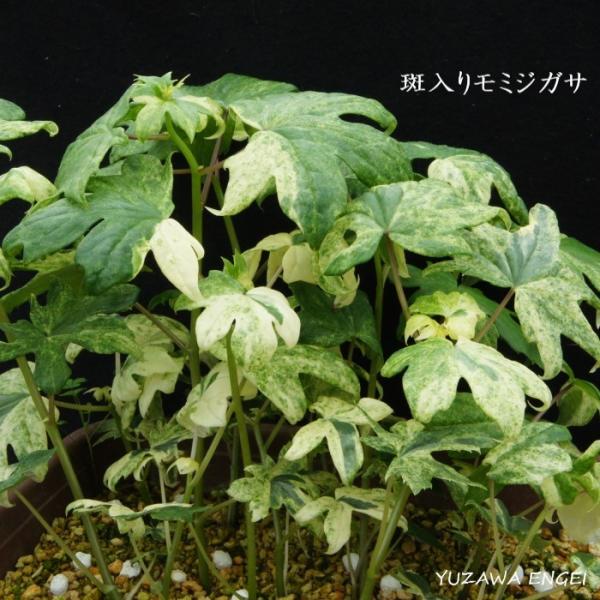［山野草］ 斑入りモミジガサ
