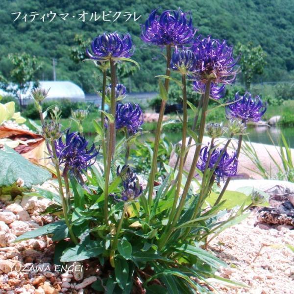 ［山野草］ フィティウマ・オルビクラレ