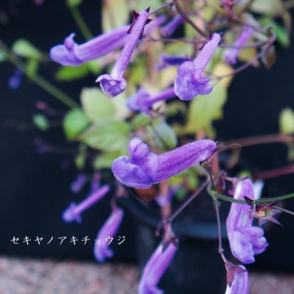 ［山野草］ セキヤノアキチョウジ