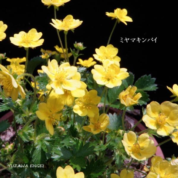 ［山野草 高山植物］ ミヤマキンバイ