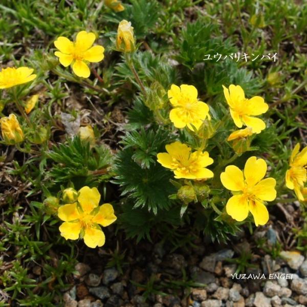 ［山野草 高山植物］ ユウバリキンバイ