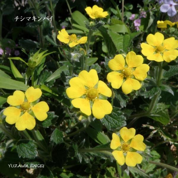 ［山野草 高山植物］ チシマキンバイ