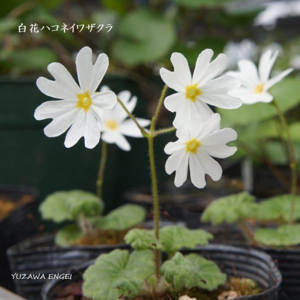 ［山野草 高山植物］ 白花ハコネイワザクラ