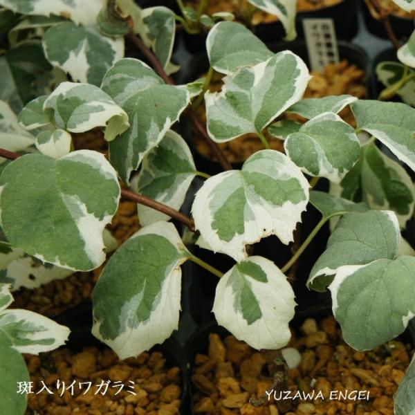 白深覆輪斑学　名 ： Schizophragma hydrangeoides 'Variegata'栽培のポイント※北海道で栽培した場合花　期 ： 7月草　丈 ： 蔓性日　照 ： 日陰〜明るい日陰耐寒性 ： 強