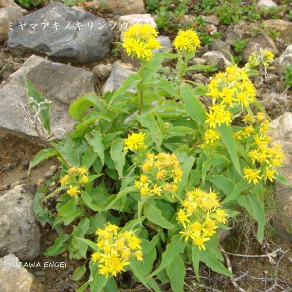 ［山野草 高山植物］ ミヤマアキノキリンソウ