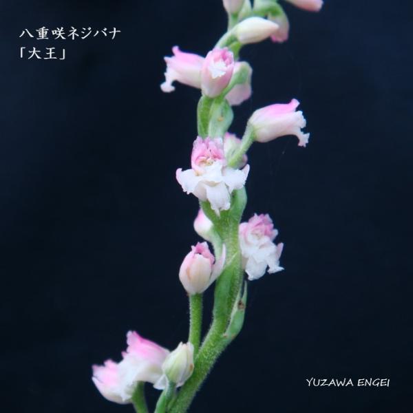 ［山野草］ 八重咲ネジバナ「大王」