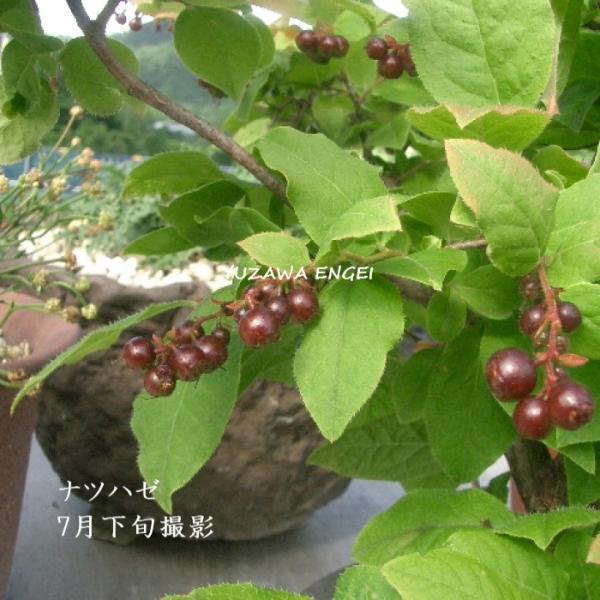 紅葉が美しいことでも有名開花まであと数年かかります学　名 ： Vaccinium oldhamii栽培のポイント※北海道で栽培した場合花　期 ： 5〜6月草　丈 ： 1〜3m日　照 ： 日当たり耐寒性 ： 強