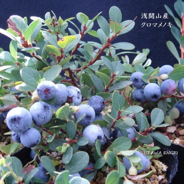 アサマベリー9ｃｍポット学　名 ： Vaccinium ulginosum 'Asama'栽培のポイント※北海道で栽培した場合花　期 ： 6〜7月樹　高 ： 50cm〜1m日　照 ： 日当たり耐寒性 ： 強