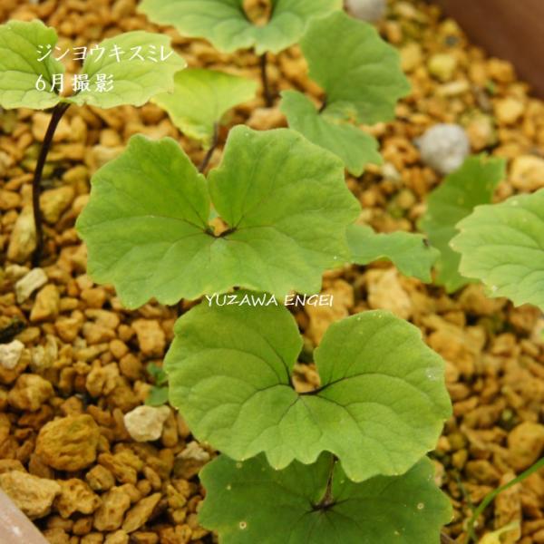 ［山野草 高山植物］ジンヨウキスミレ