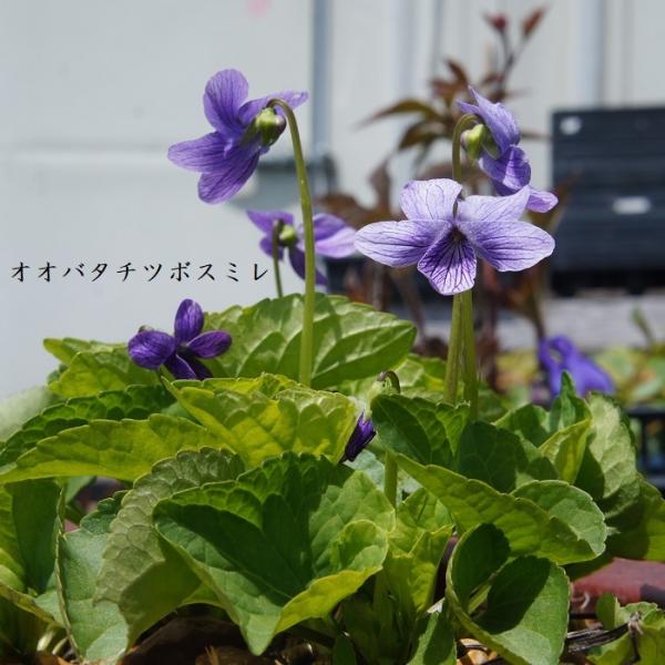 ［山野草］オオバタチツボスミレ