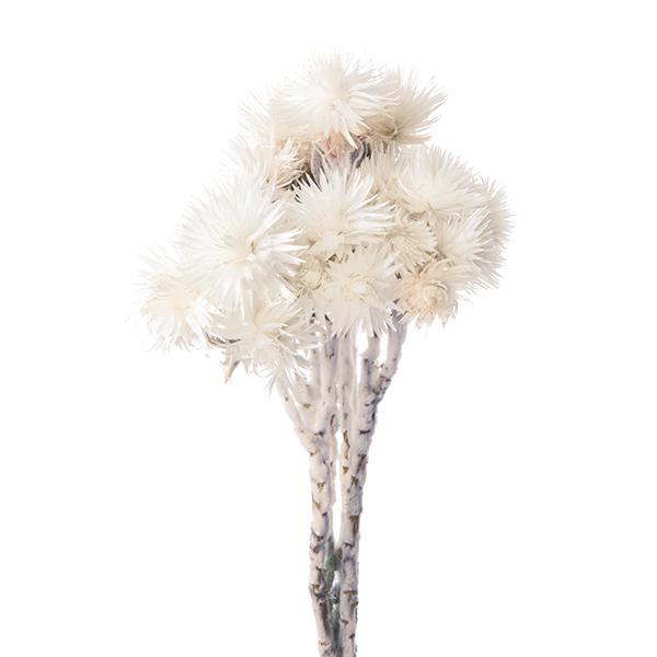 ドライフラワー 白 農業資材 ガーデニング用品の人気商品 通販 価格比較 価格 Com
