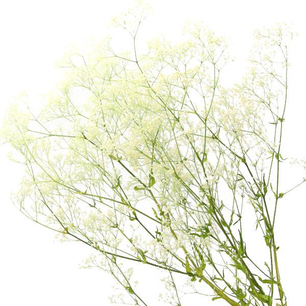 �v���U�[�u�h�t�����[ �w�X�[�p�[�\�t�g �~�j�J�X�~���E�t���A �z���C�g 00025-011�x