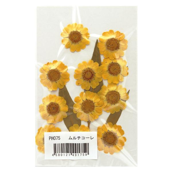 押し花キット つみたて花パック ムルチコーレ Ph075 322 23 049 005 ユザワヤ 通販 Yahoo ショッピング