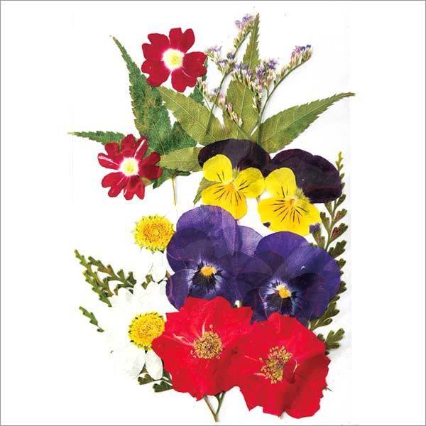 押し花ミックスパック C Ff603m C ユザワヤ 通販 Paypayモール